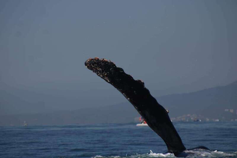 Puerto Vallarta: Whale watching - Booking details that affect your day