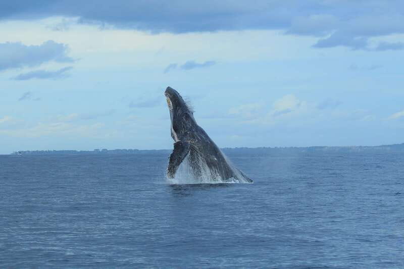 Puerto Vallarta: Whale Watching Photo Safari - Key points before you book