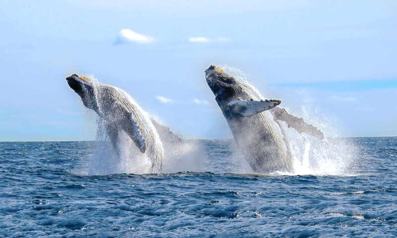 Puerto Vallarta: Whale Watching Photo Safari - Why Banderas Bay is the setting