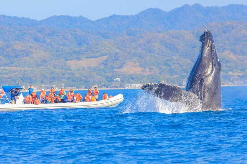 Puerto Vallarta: Whale Watching Photo Safari - The hydrophone adds another sense