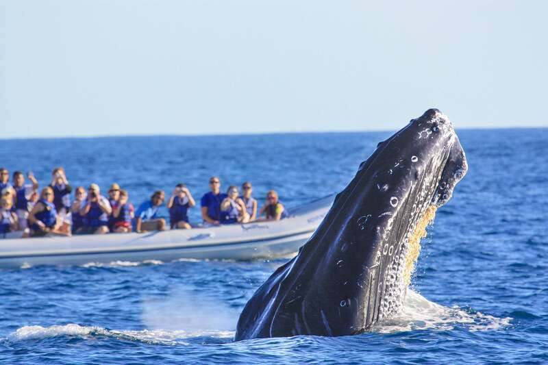 Puerto Vallarta: Whale Watching Photo Safari - Food, water, and comfort on board