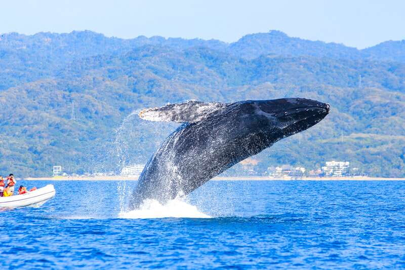 Puerto Vallarta: Whale Watching Photo Safari - Who should skip this outing