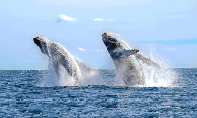 Puerto Vallarta: Whale Watching Photo Safari - How the $89 price holds up