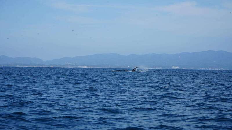 Puerto Vallarta: Whale Watching with Guide - Key points before you book