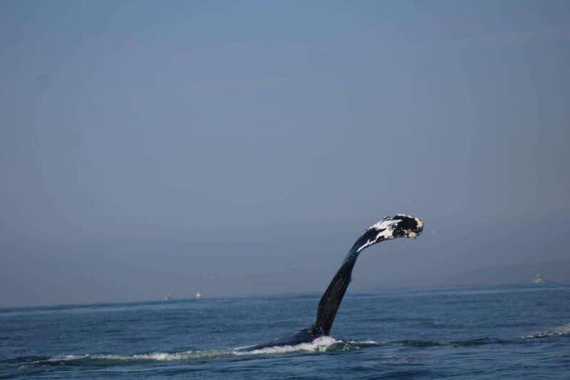 Puerto Vallarta: Whale Watching with Guide - Should you book this whale-watching trip?