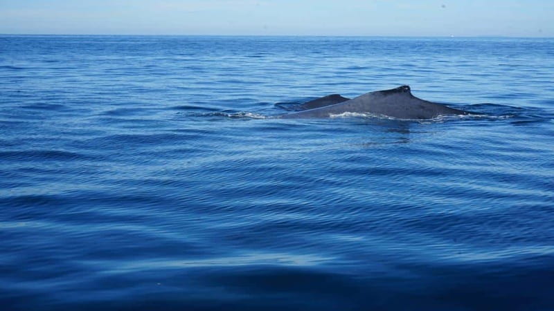 Puerto Vallarta: Whale Watching with Guide - Setting out from La Ventana