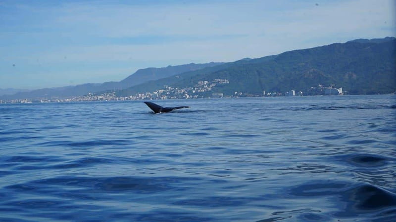Puerto Vallarta: Whale Watching with Guide - Searching for humpback whales