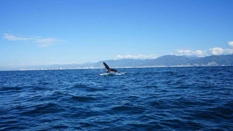 Puerto Vallarta: Whale Watching with Guide - What the captain adds, and where the tour falls short