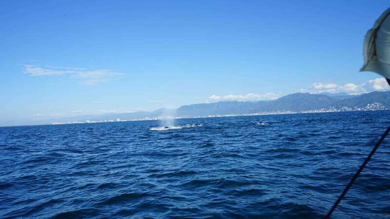 Puerto Vallarta: Whale Watching with Guide - The value of the $45 price