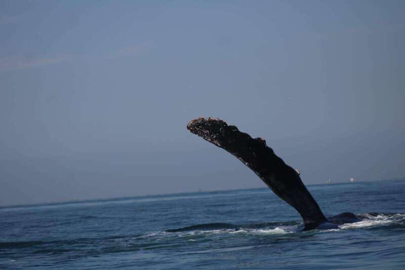 Puerto Vallarta: Whale Watching with Guide - Booking details that matter