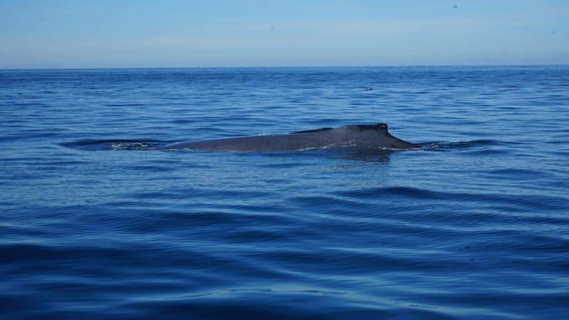 Puerto Vallarta: Whale Watching with Guide - The boat ride and comfort level
