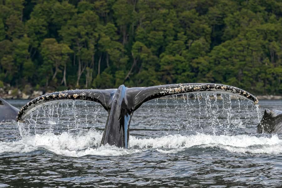 Punta Arenas: Full-Day Whales, Penguins, and Glaciers Tour - What this full-day voyage is really about