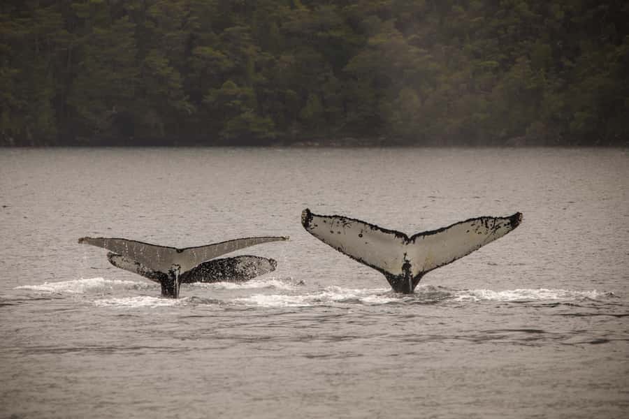 Punta Arenas: Full-Day Whales, Penguins, and Glaciers Tour - Penguins, sea lions, dolphins, and birds