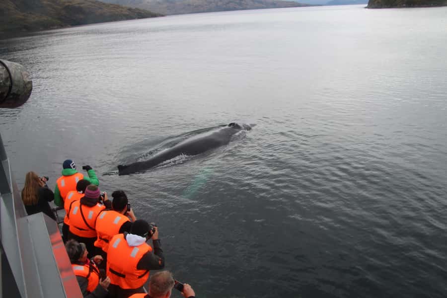Punta Arenas: Full-Day Whales, Penguins, and Glaciers Tour - The long ride home to Punta Arenas