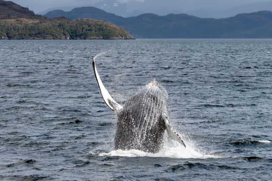 Punta Arenas: Full-Day Whales, Penguins, and Glaciers Tour - The 4 a.m. start and bus south from Punta Arenas