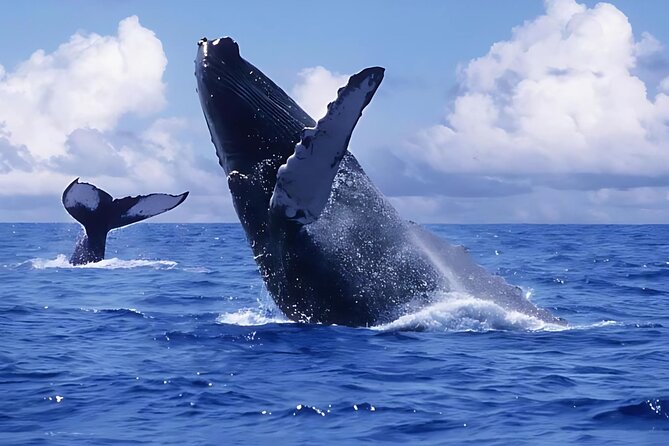 Punta Cana: Whale Watching and Bacardi Island Day Trip - The day at a glance