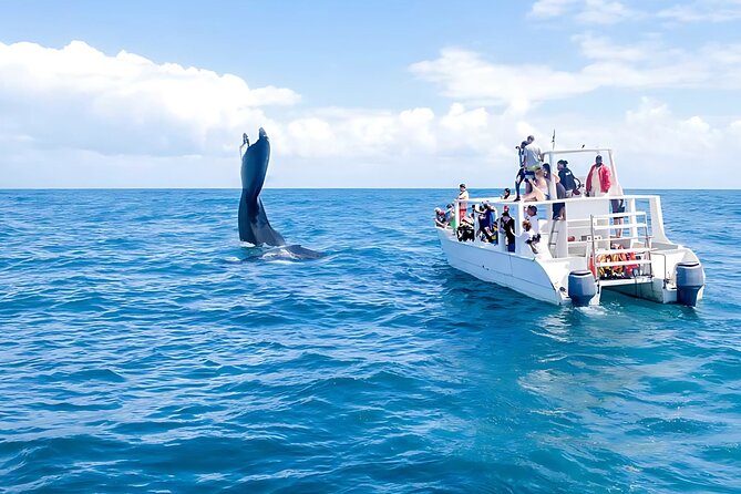 Punta Cana: Whale Watching and Bacardi Island Day Trip - From Punta Cana to Samaná Bay