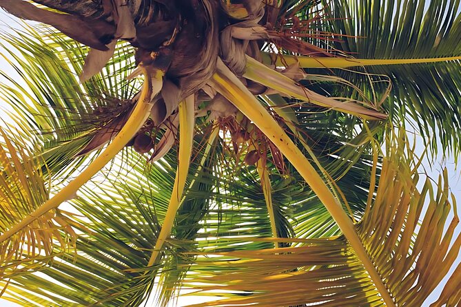Punta Cana: Whale Watching and Bacardi Island Day Trip - Guide quality and multilingual support