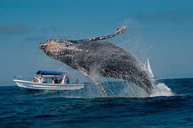 Punta Cana: Whale Watching and Bacardi Island Day Trip - What whale watching in Samaná Bay is really like