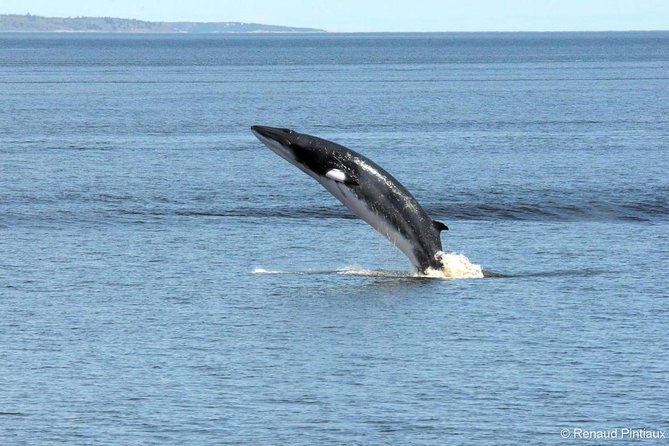 Québec City: Whale Watching Tour with Bus Transportation - Baie-Sainte-Catherine and the marine park