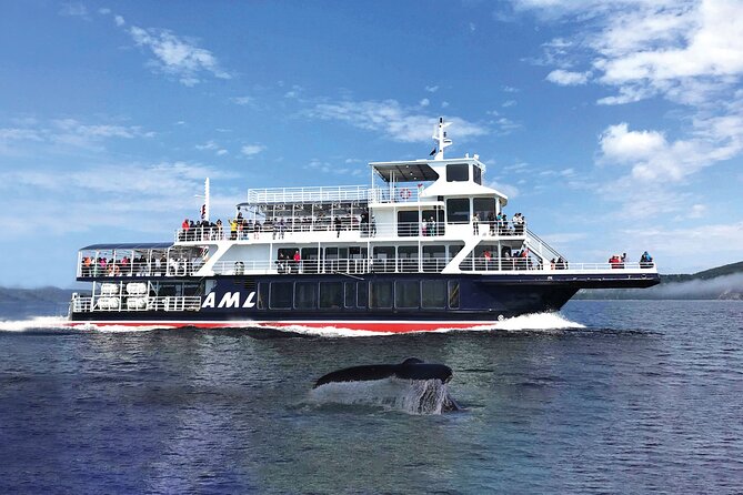 Québec City: Whale Watching Tour with Bus Transportation - The return to Québec City