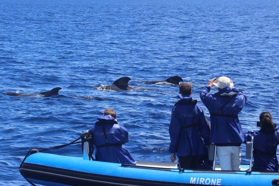 Rabo de Peixe: Sperm Whale Sanctuary Expedition - Should you book the Rabo de Peixe expedition?