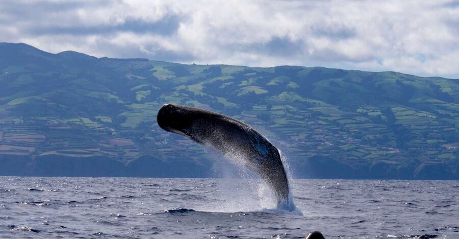 Rabo de Peixe: Sperm Whale Sanctuary Expedition - Starting at Clube Naval Rabo de Peixe