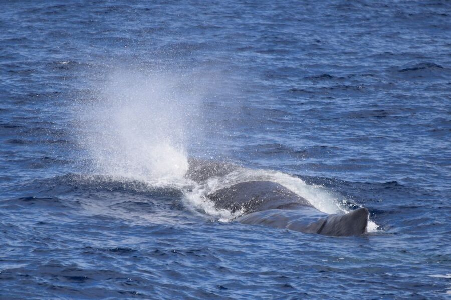 Rabo de Peixe: Sperm Whale Sanctuary Expedition - Reaching the sperm whale sanctuary