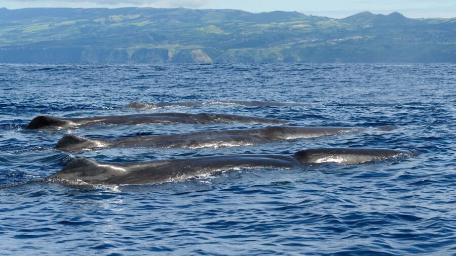 Rabo de Peixe: Sperm Whale Sanctuary Expedition - What you might see beyond whales