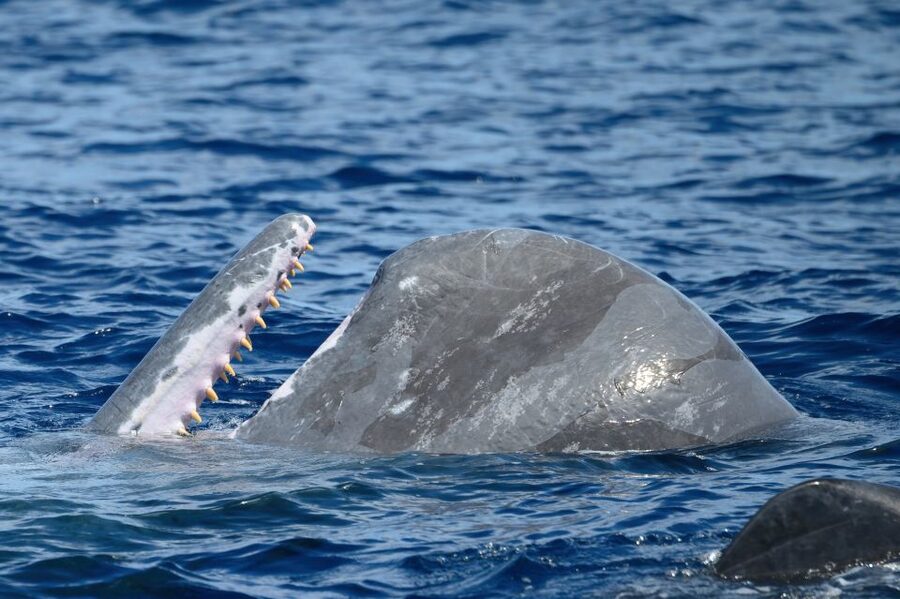 Rabo de Peixe: Sperm Whale Sanctuary Expedition - The return to Rabo de Peixe