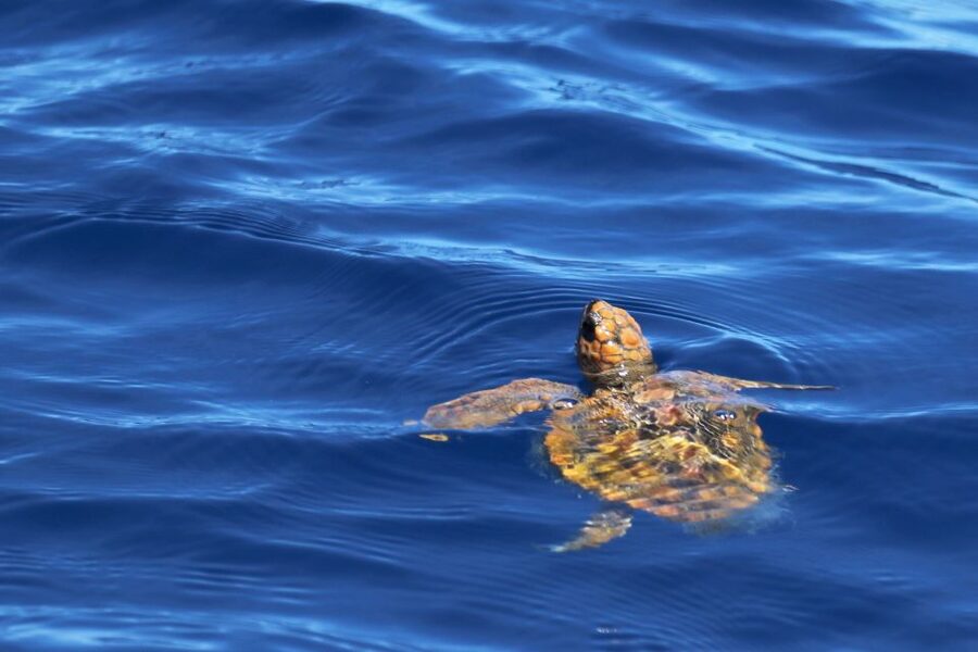 Rabo de Peixe: Sperm Whale Sanctuary Expedition - Who should book this boat trip?