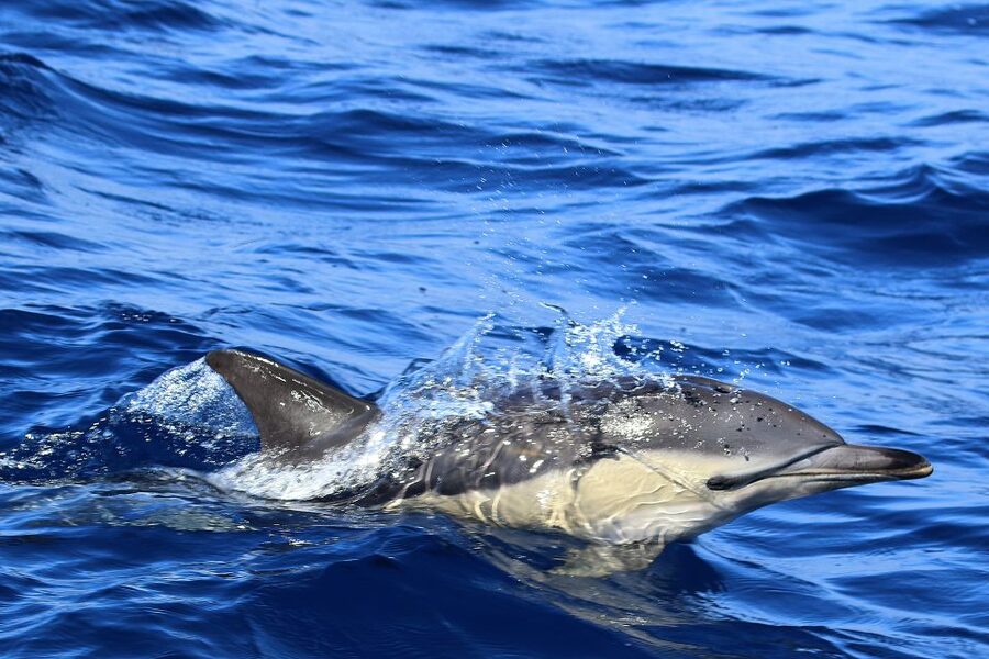 Rabo de Peixe: Sperm Whale Sanctuary Expedition - Weather, cancellations, and planning details