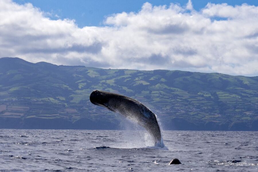 Rabo de Peixe: Sperm Whale Sanctuary Expedition - Along São Miguel’s northern coast