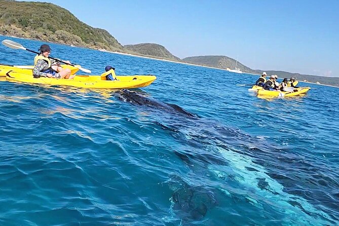Rainbow Beach: Whale Watching Ocean Kayak Tour & Beach 4X4 - Why this Rainbow Beach outing is different