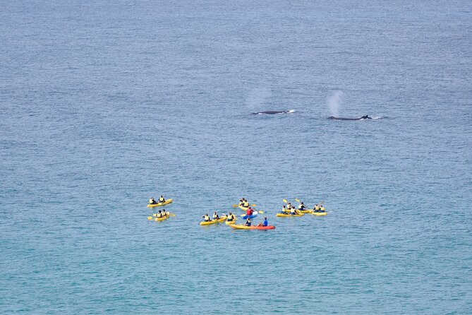 Rainbow Beach: Whale Watching Ocean Kayak Tour & Beach 4X4 - Preparing for the kayak at Double Island Point