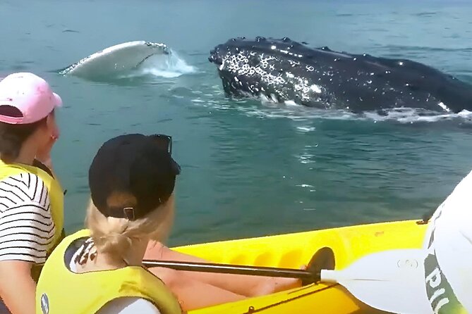 Rainbow Beach: Whale Watching Ocean Kayak Tour & Beach 4X4 - Kayaking beside humpback whales