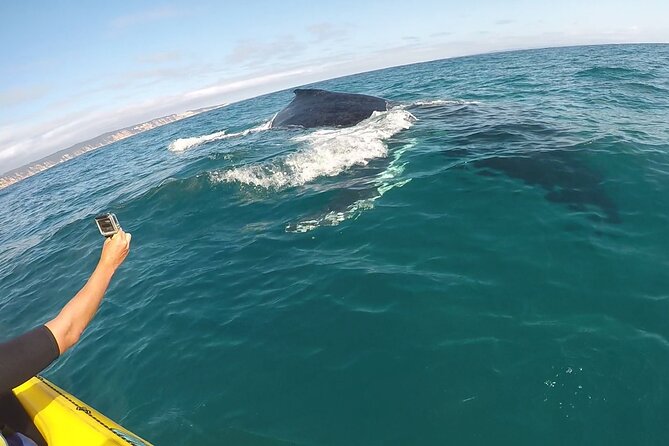 Rainbow Beach: Whale Watching Ocean Kayak Tour & Beach 4X4 - Dolphins, turtles, rays, and soldier crabs