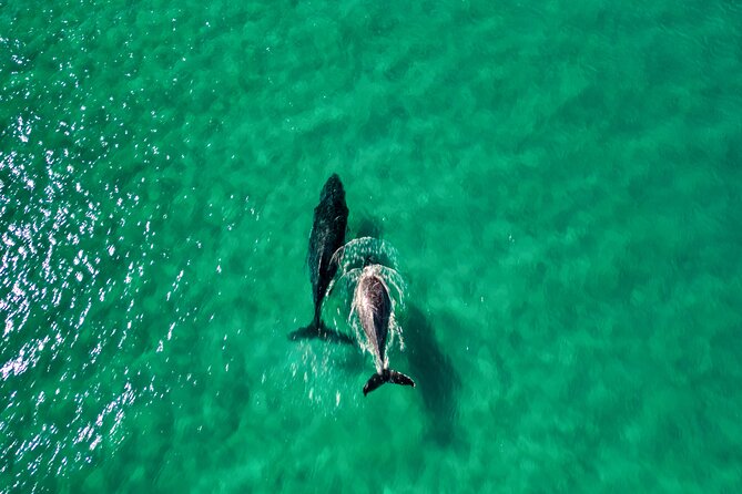 Rainbow Beach: Whale Watching Ocean Kayak Tour & Beach 4X4 - Beach time and the kayak-surf finish