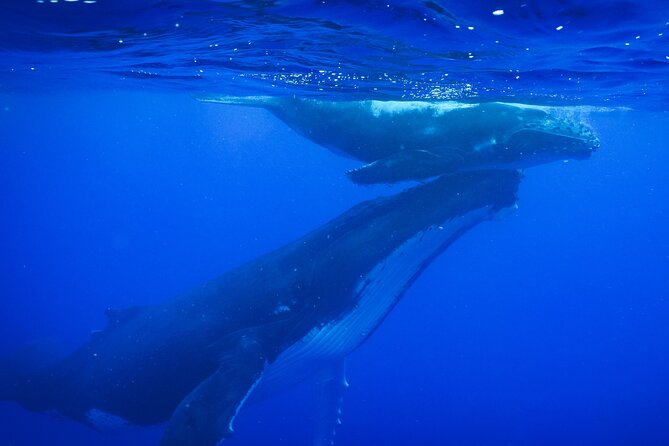 Respectful whale excursion to Tahiti in 4h30 - What the 4.5-hour Tahiti trip is really like