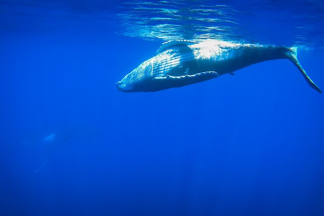 Respectful whale excursion to Tahiti in 4h30 - Leaving Papeete Marina at 7 a.m. or noon