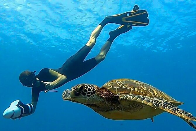 Respectful whale excursion to Tahiti in 4h30 - The lagoon finish: fish, stingrays, fruit, and drinks