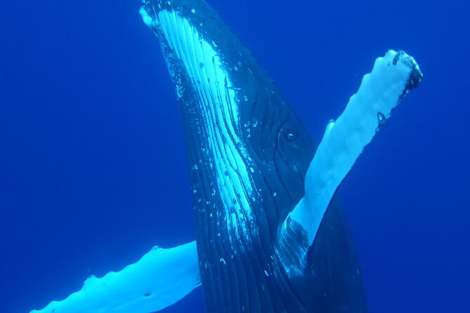 Respectful whale excursion to Tahiti in 4h30 - Searching offshore for humpback whales