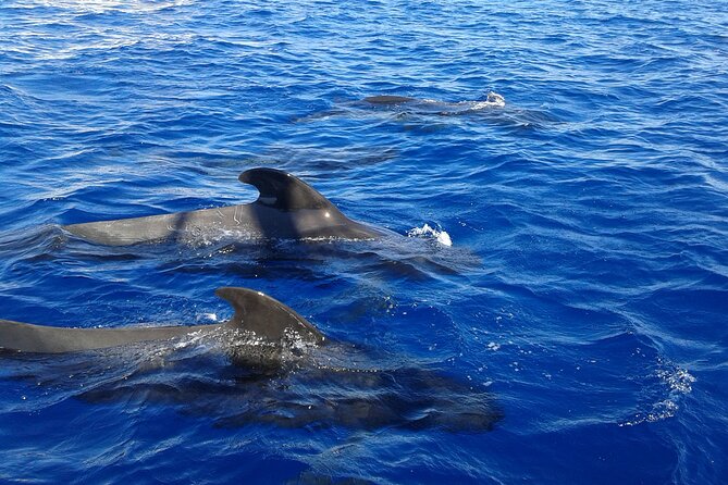 Respectful Whale Watching on a Wooden Boat and Swim - Timing, cancellation, and weather considerations