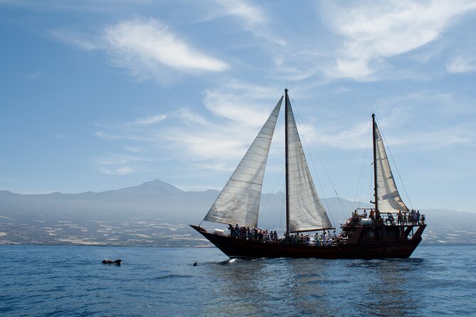 Respectful Whale Watching on a Wooden Boat and Swim - Should you book the Shogun whale watching experience?