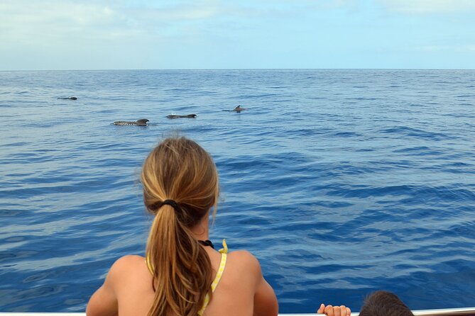Respectful Whale Watching on a Wooden Boat and Swim - Seventy minutes of sailing with room to look around