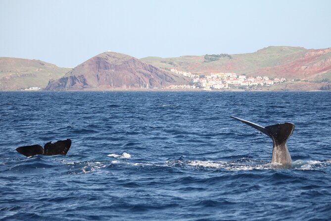 Responsible Whales and/or Dolphins Watching Tour - Key Points to Know Before You Go