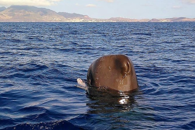 Responsible Whales and/or Dolphins Watching Tour - Guides Who Add Meaning to the Sightings