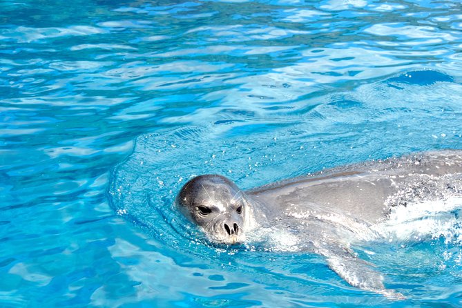 Responsible Whales and/or Dolphins Watching Tour - What the Boat Feels Like in Practice
