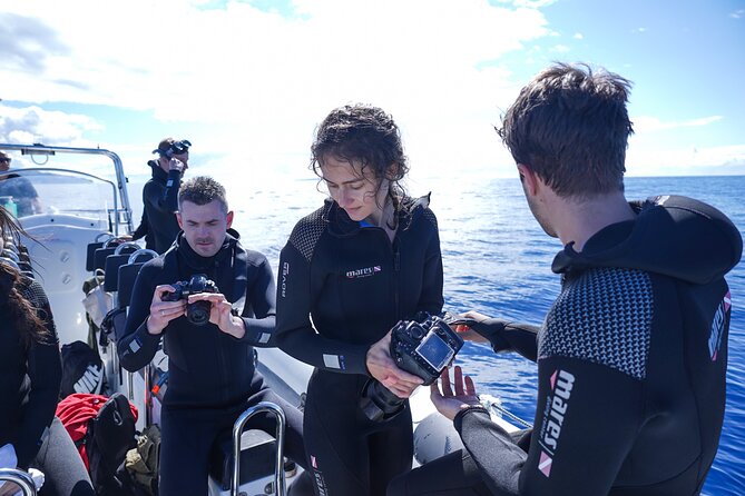 Responsible Whales and/or Dolphins Watching Tour - Who Will Enjoy This Most?