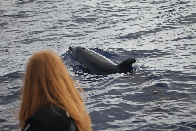 Responsible Whales and/or Dolphins Watching Tour - Weather, Cancellations, and Timing